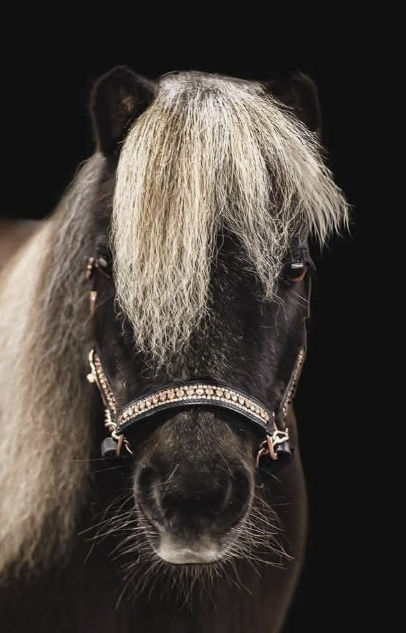 Leather show halter - Amaze Equestrian