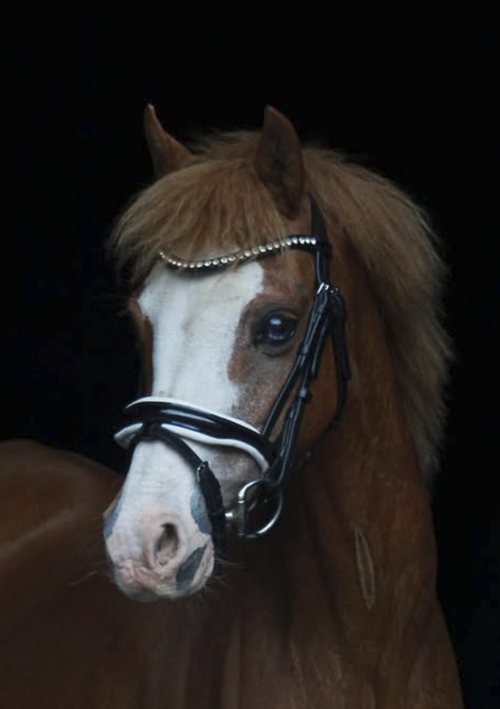 Leather Crystal Bridle  - Amaze Equestrian