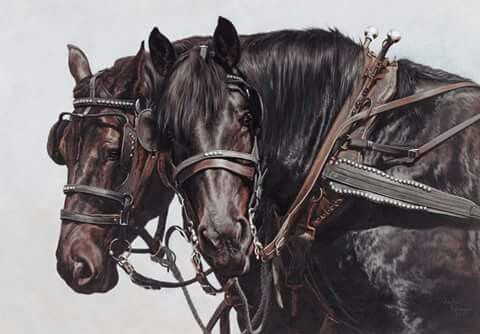 Harnesses
