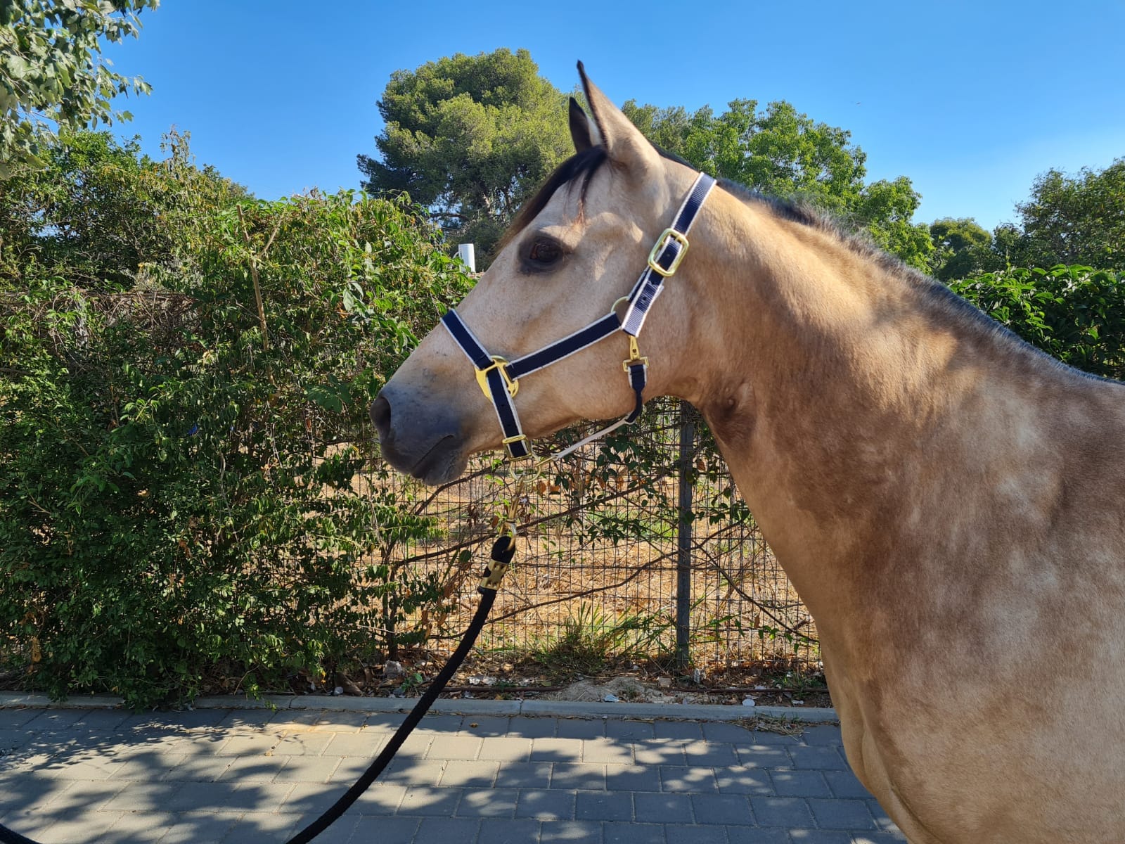 Webbing halter stripe