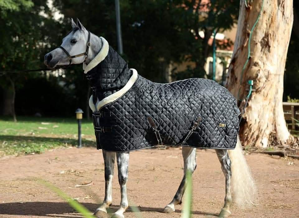 Kentucky Rug