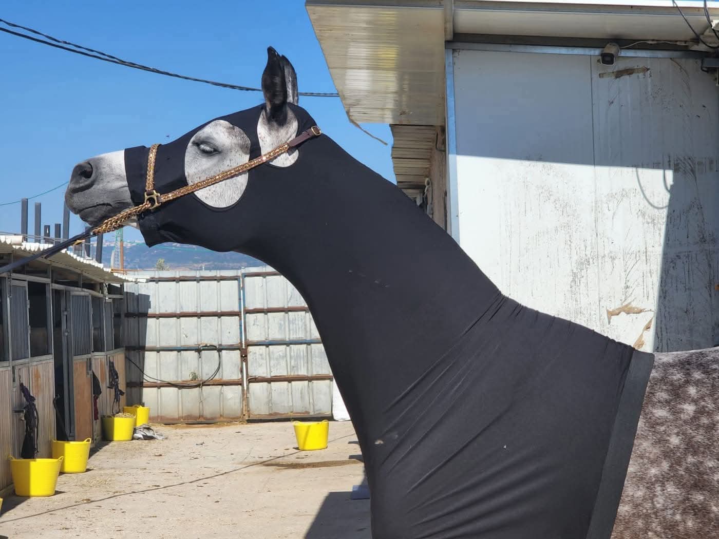 Lycra Hood