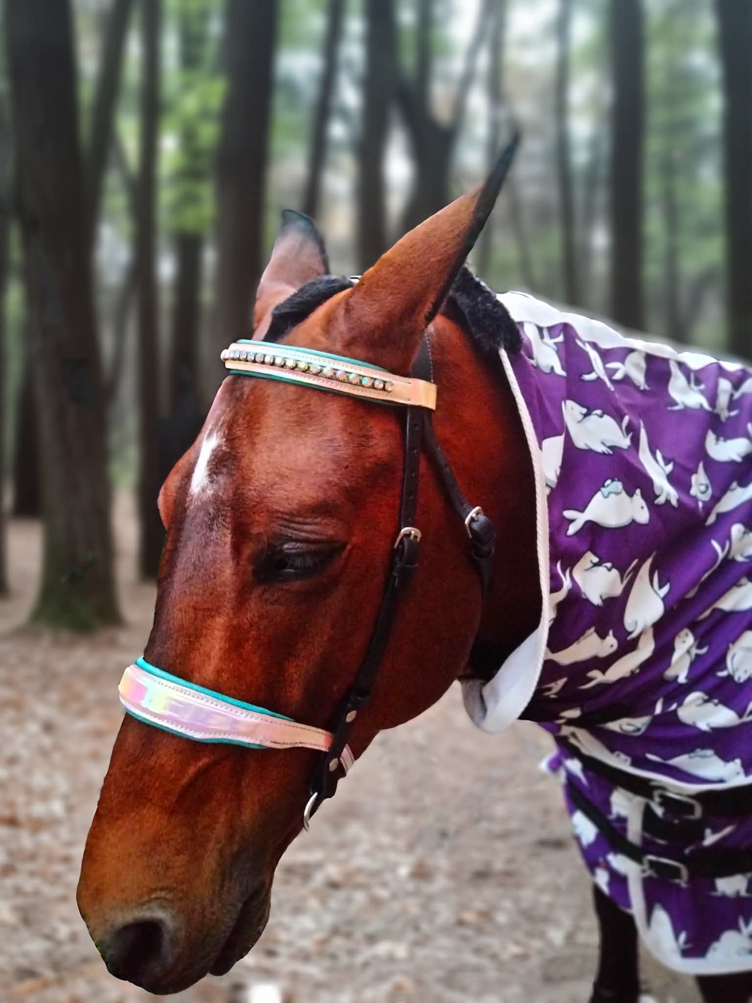 Leather holo bridle 