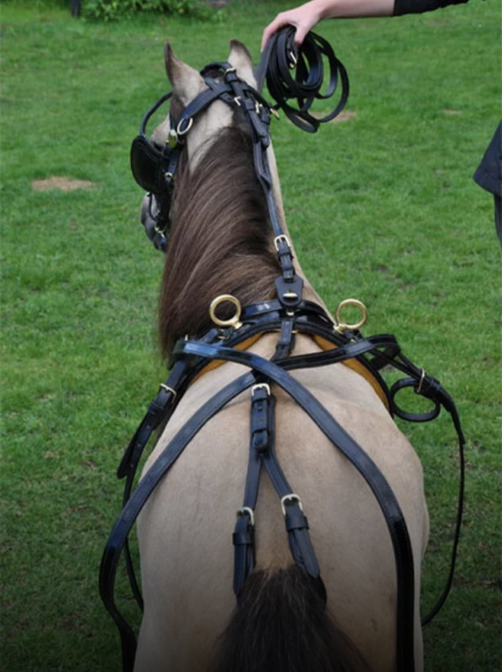 Leather Harness