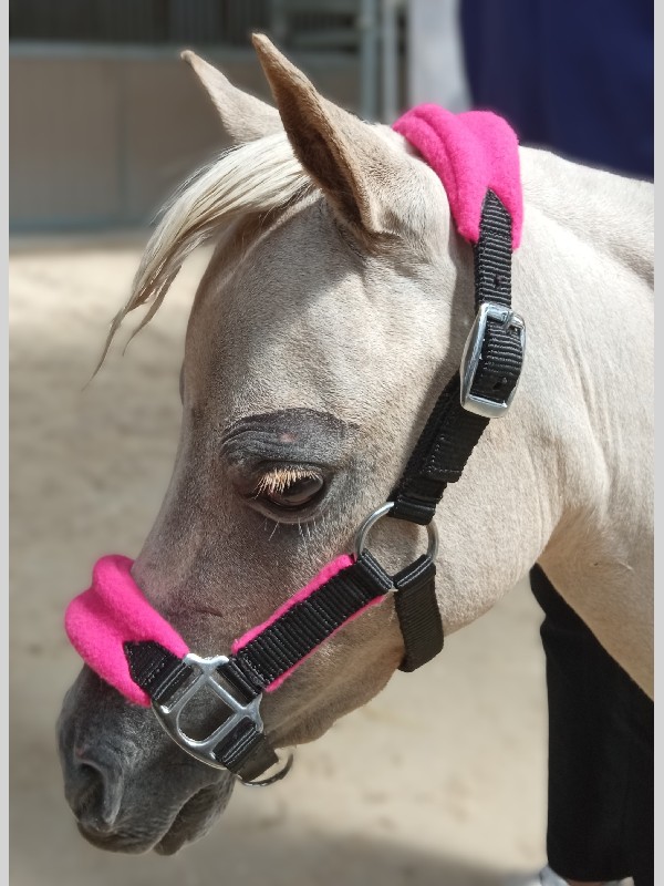 Web Padded Halter