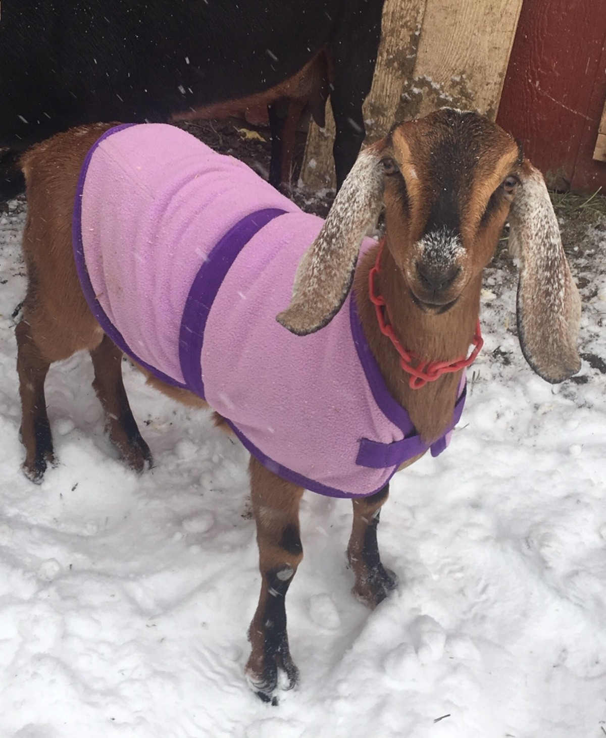 Goat Fleece Cooler