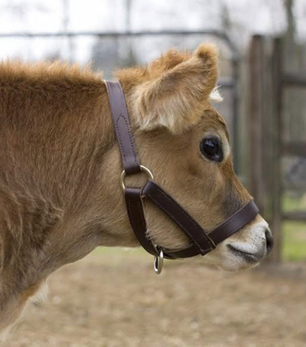 Cow Leather Halter