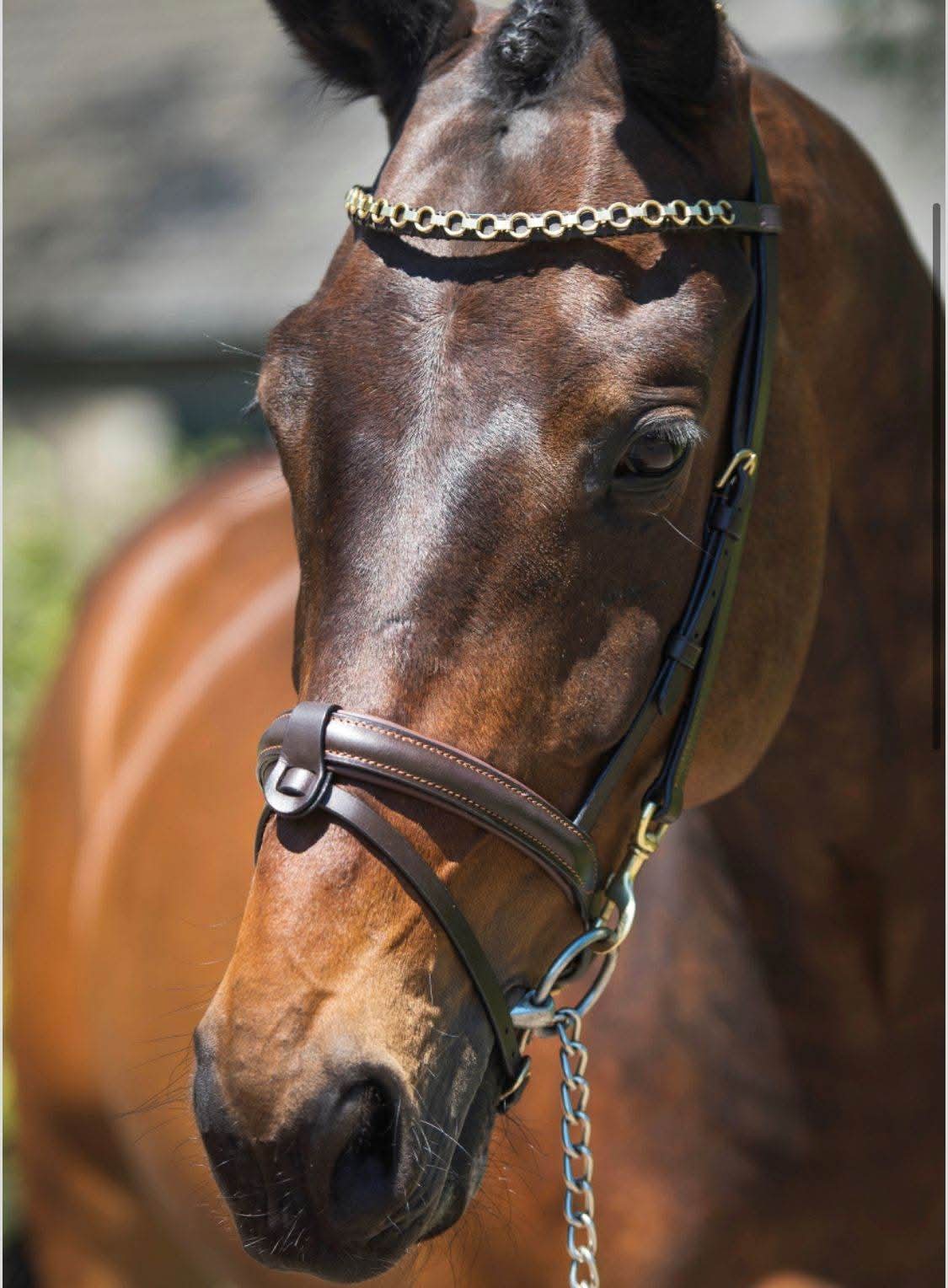 Clincher Bridle