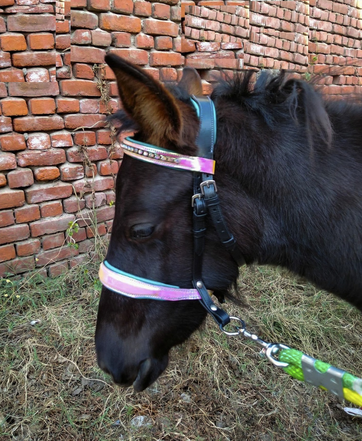 Holo Bridle