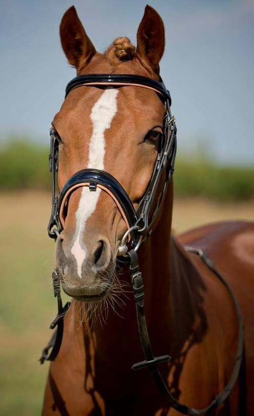 Patent bridle