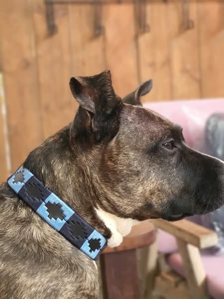 Polo collar